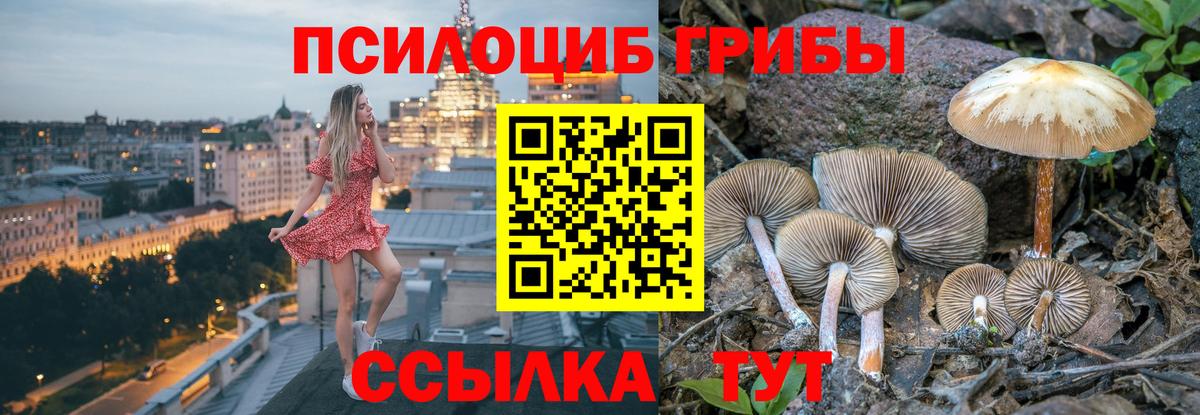 Псилоцибиновые грибы Psilocybe Краснотурьинск